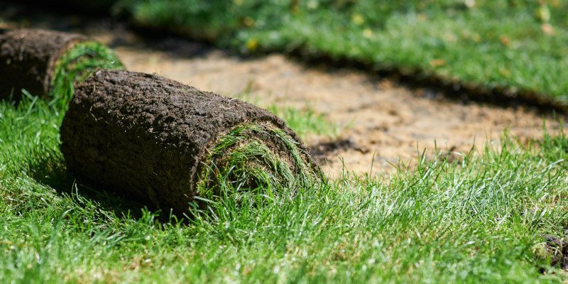 Lawn Sodding: A DIY Project or a Pro’s Job?