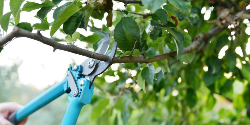 Tree Pruning in High Point, North Carolina